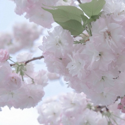 Furry黑白线稿教程Furry群